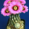 Echinocereus_melanocentrus